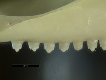 Media type: image;   Herpetology R-131274